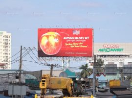 Dự án quảng cáo Billboard tại Chợ đầu mối Thủ Đức của Hoàng Thọ Fruits